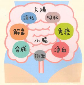 腸内細菌を増やすには 乳酸菌生成エキス研究室labo