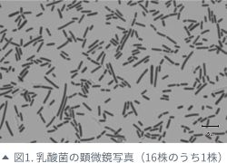 図1. 乳酸菌の顕微鏡写真（16株のうち1株）