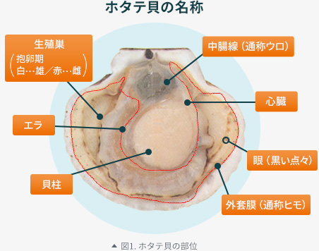 図1. ホタテ貝の部位